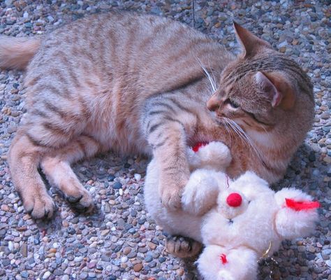 mein Kuscheltier mit seinem Kuscheltier