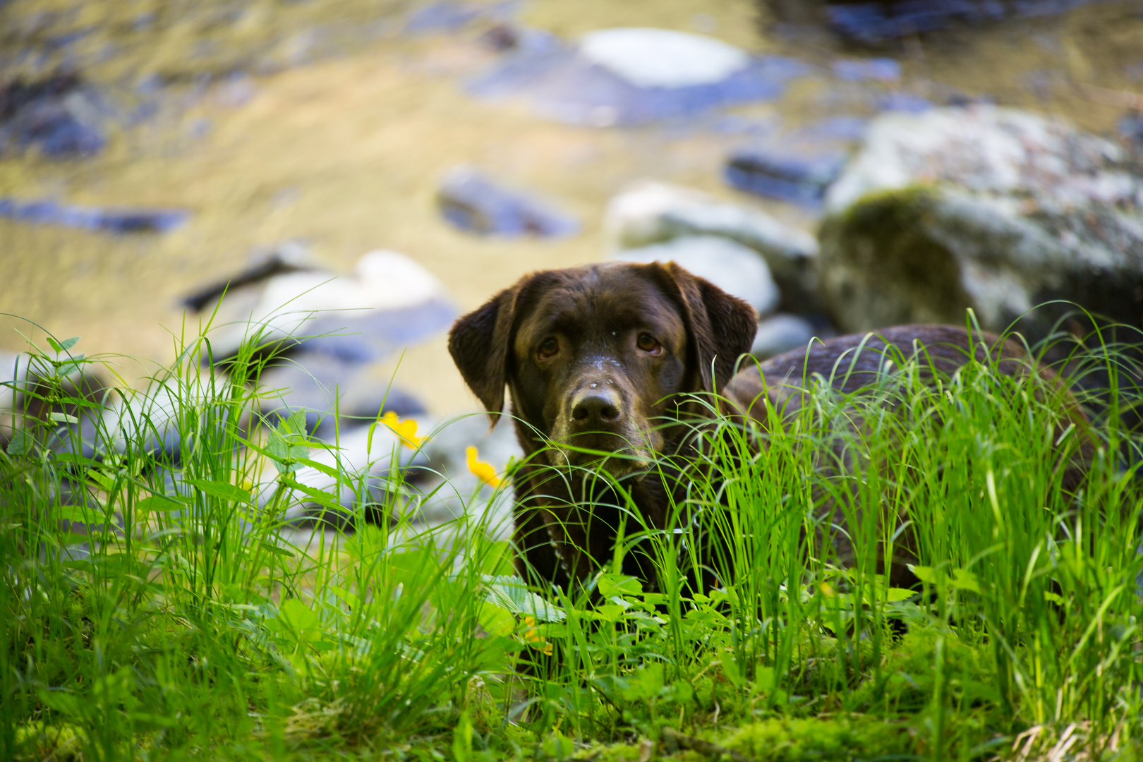 mein Labrador