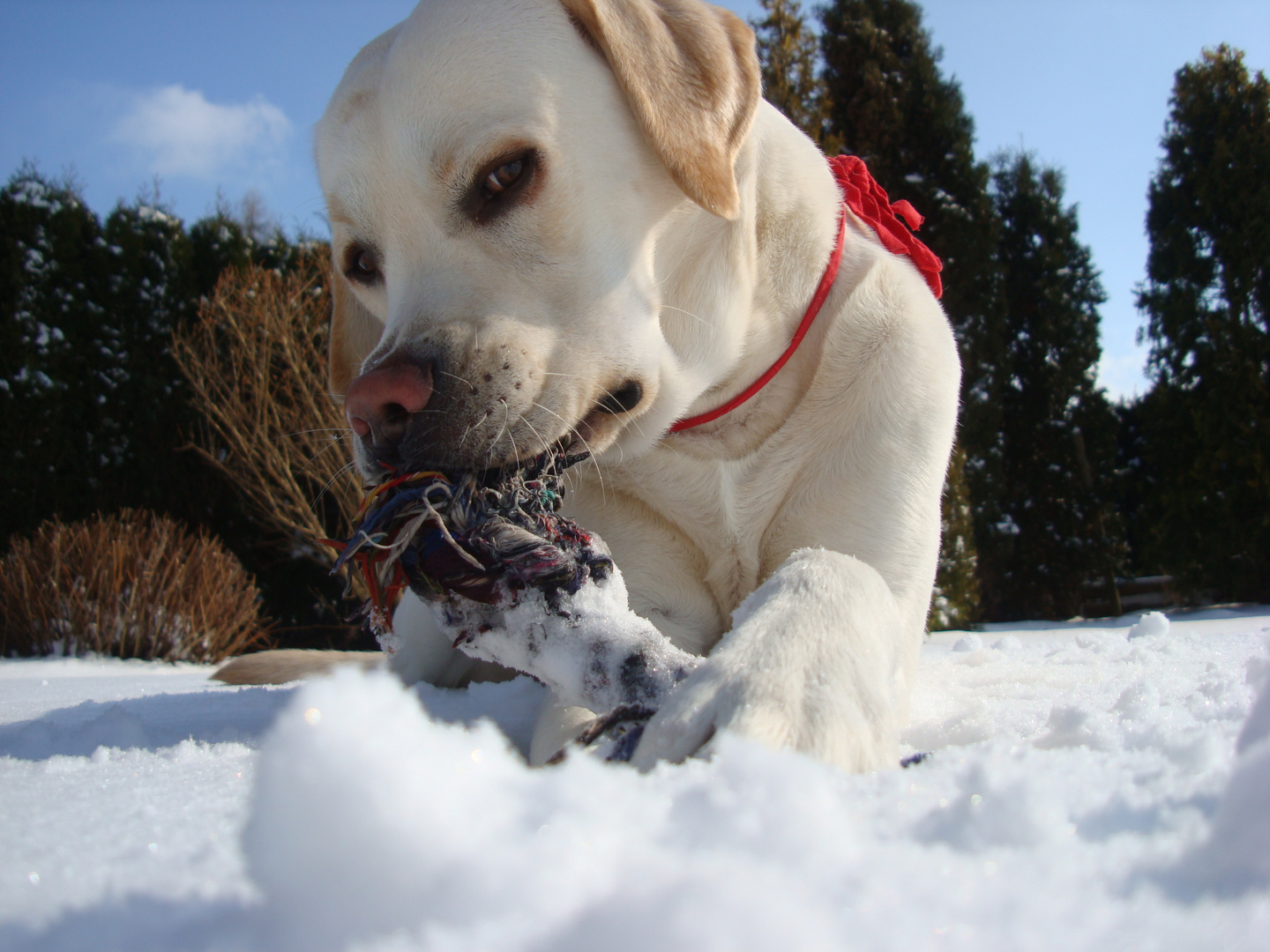 Mein Labrador