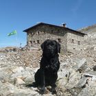 Mein Labrador Arco