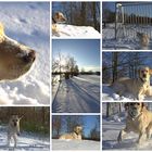 Mein Labrador im Schnee