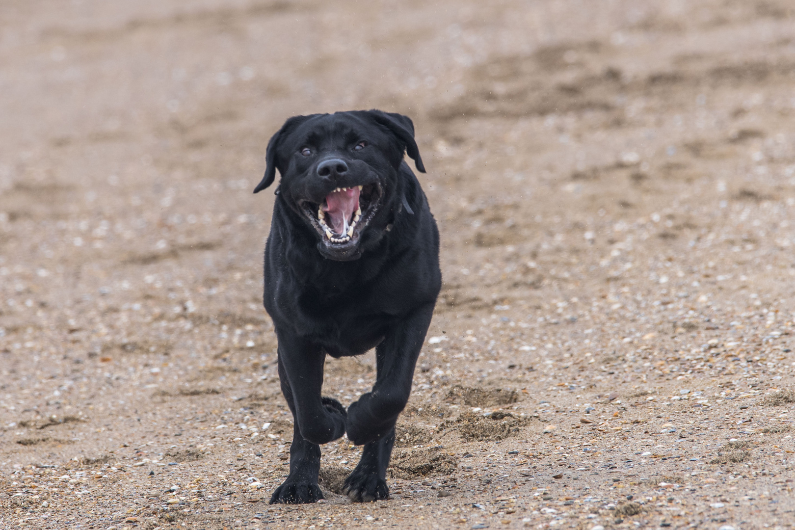 Mein Labrador Nando