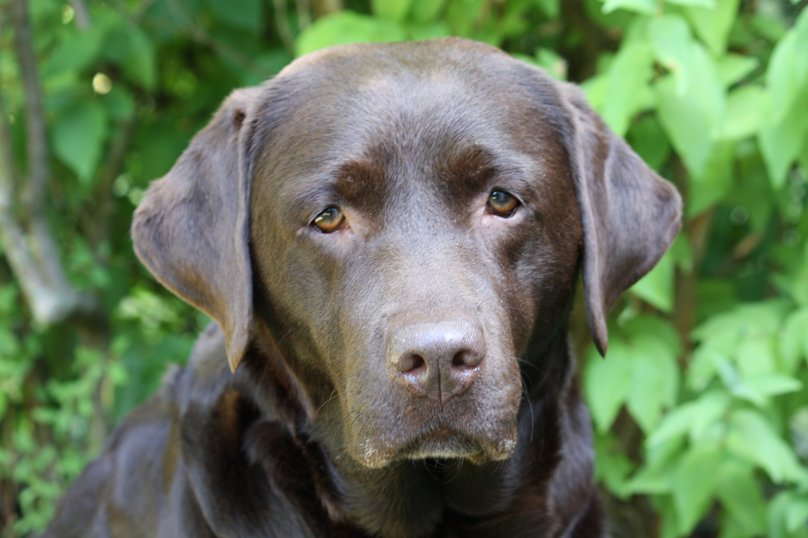 Mein Labradormädchen