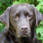 Mein Labradormädchen