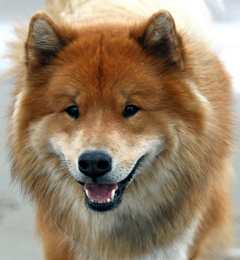 <em>mein lächelnder hund</em> Foto & Bild tiere, haustiere, hunde Bilder auf