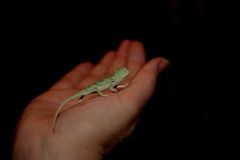 Mein Leben in deiner Hand /Jemen Chameleon