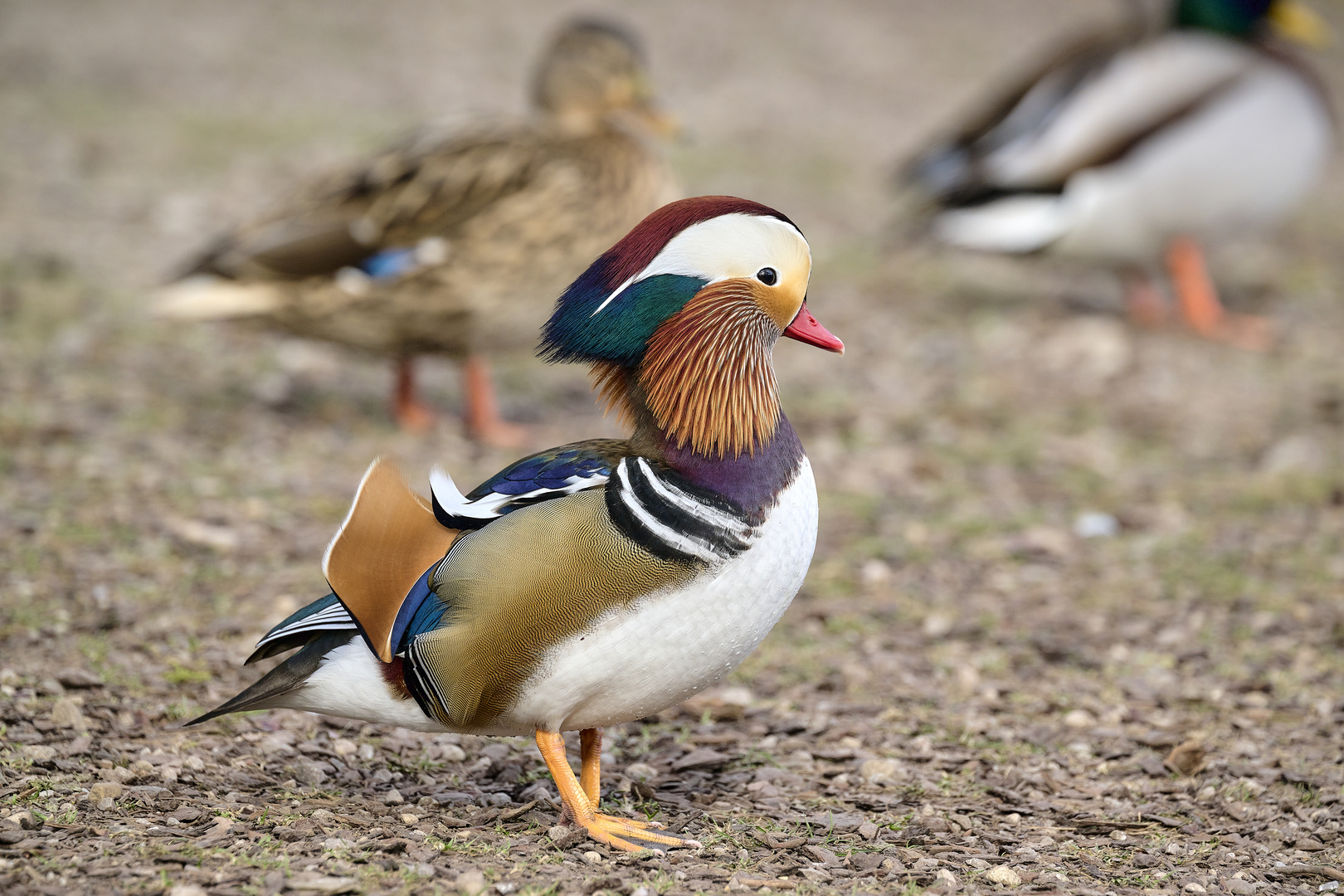 Mein Leben ist bunt