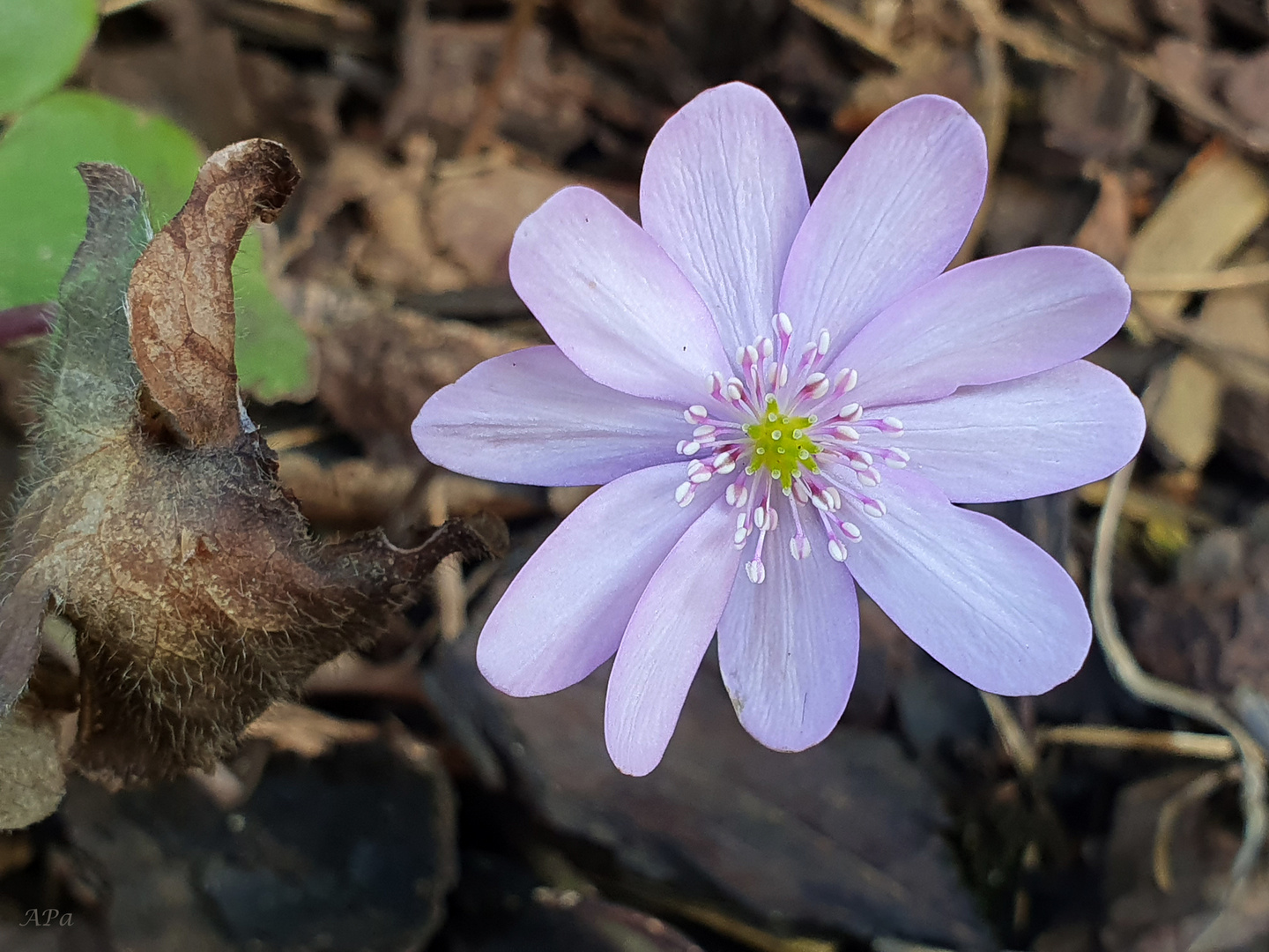 Mein Leberblümchen