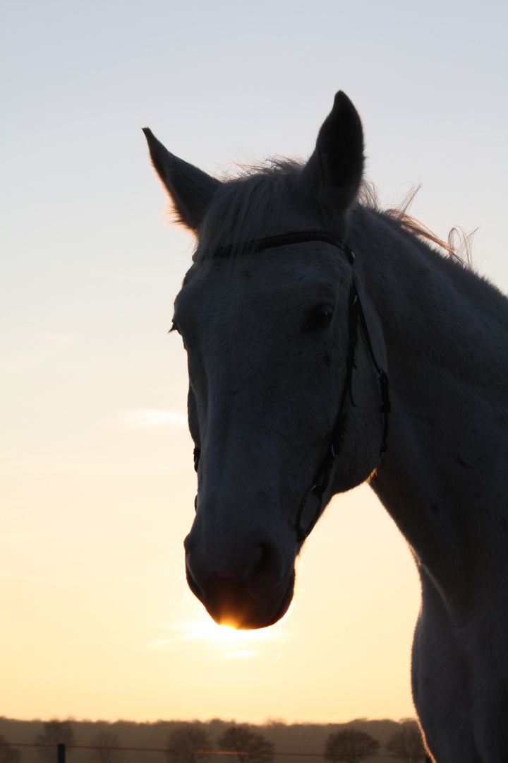 Mein Leo in der Abendsonne