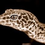 Mein Leopardgecko :-)