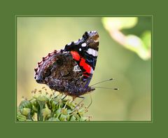 Mein letzter Schmetterling