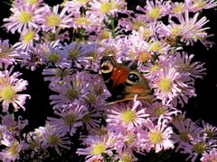 mein letzter Schmetterling