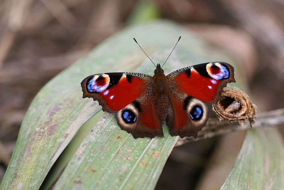 Mein letzter Schmetterling,ein Tagpfauenauge....