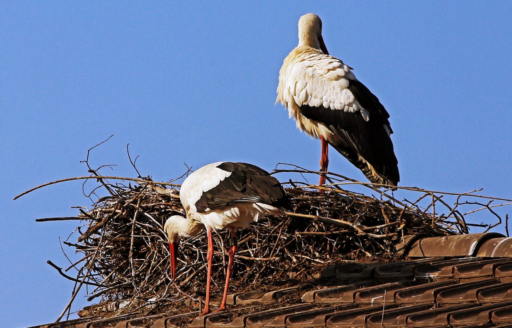 Mein letzter Schwan