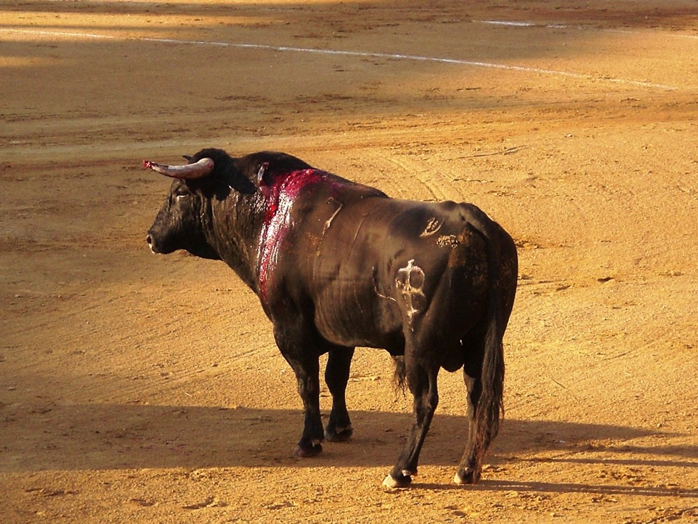 Mein letzter Wunsch: Einmal den Torero auf die Hörner nehmen!