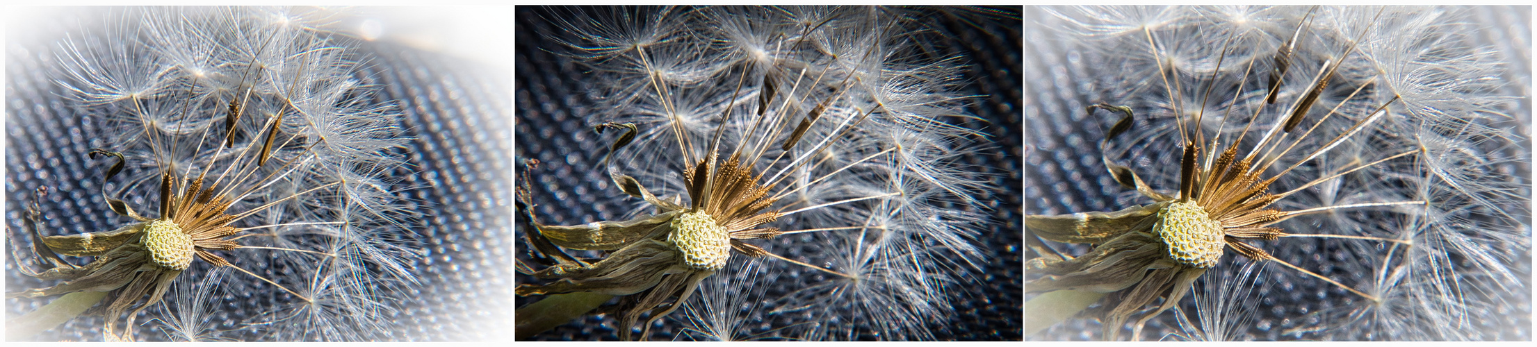 mein letztes Pusteblumenbild für dieses Jahr :o)