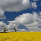 Mein letztes Rapsbild, leider ist er für dieses Jahr verblüht, da das Wetter grau in grau...