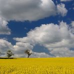 Mein letztes Rapsbild, leider ist er für dieses Jahr verblüht, da das Wetter grau in grau...