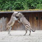 Mein letztes Wort: Ich habe weiße Streifen auf schwarzem Grund!