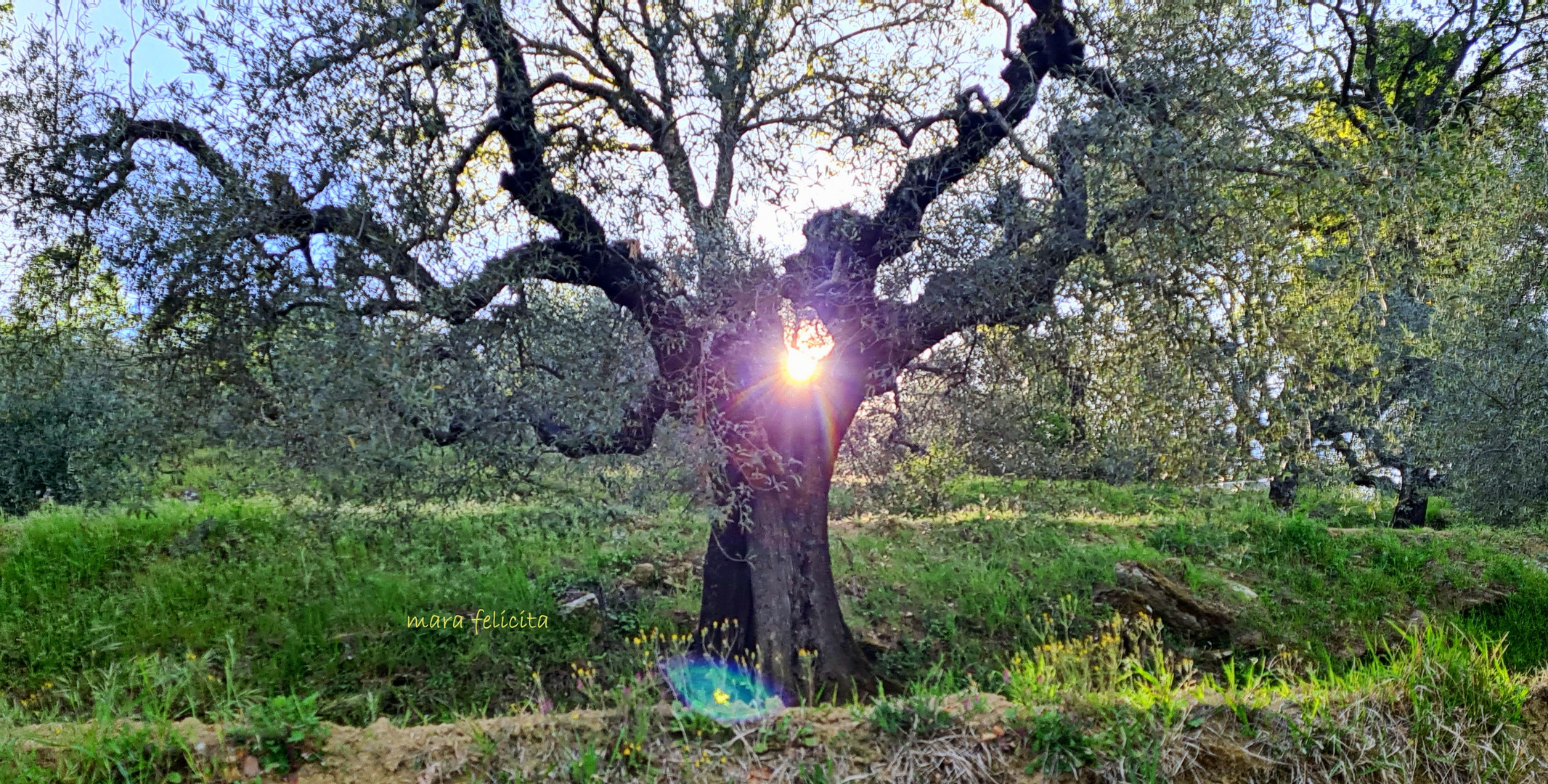 Mein leuchtende Olivenbaum - Umbria