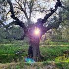 Mein leuchtende Olivenbaum - Umbria