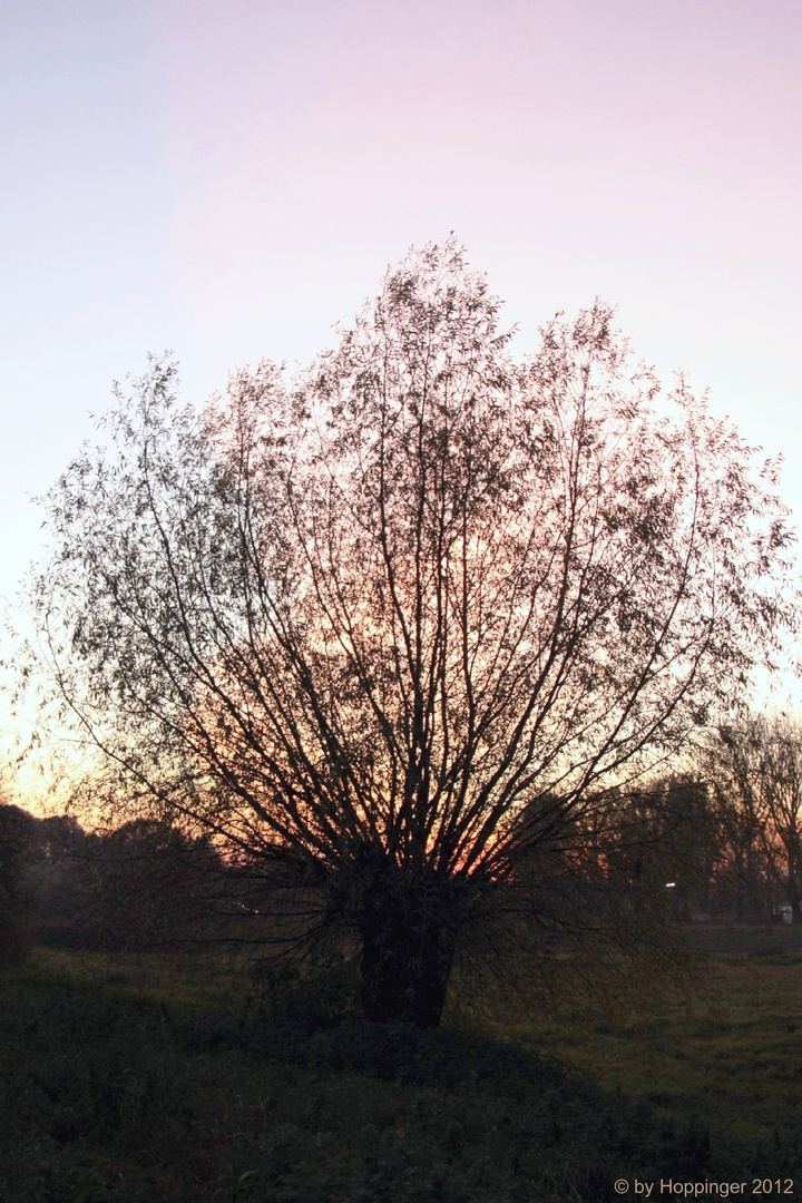 ... mein Licht, die königliche Sonne...