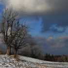 Mein Liebelingsbaum auf der Nollendorfer Höhe zum meteorologischen Winterbgeinn...