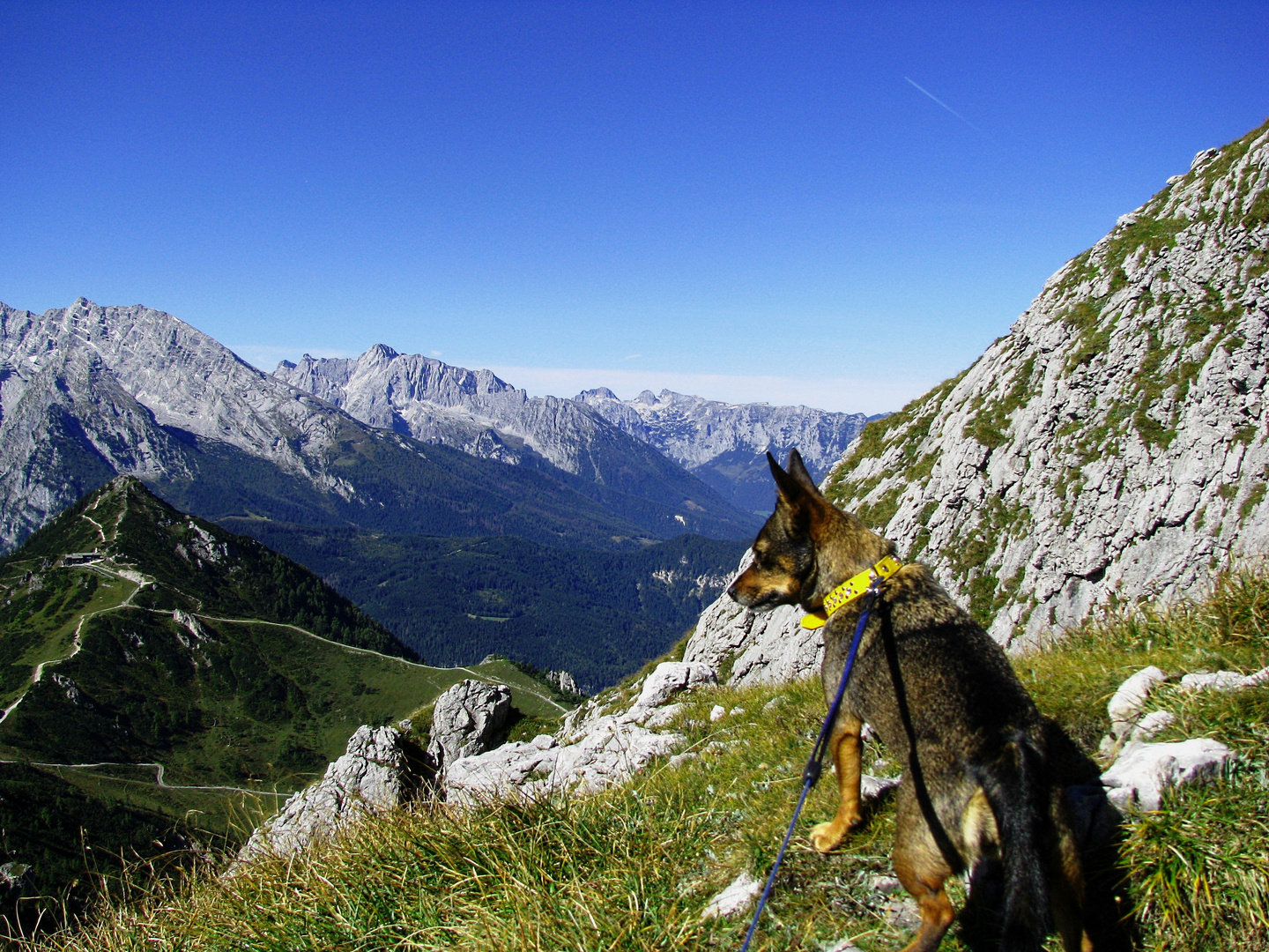 Mein lieber Hund