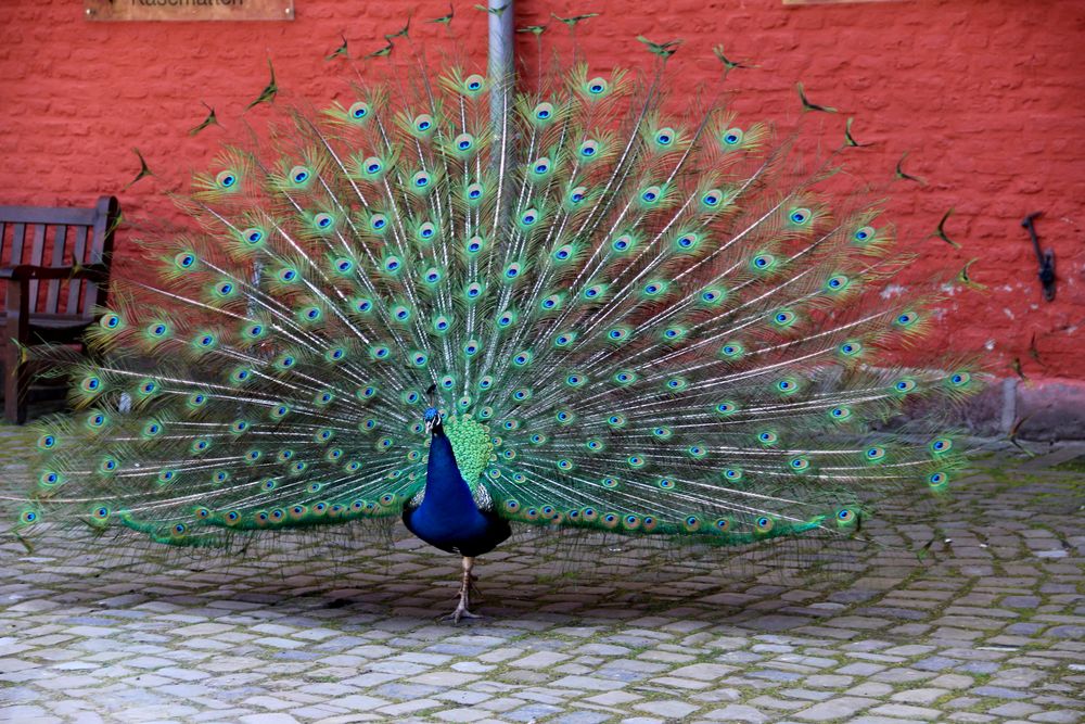 Mein lieber Pfau