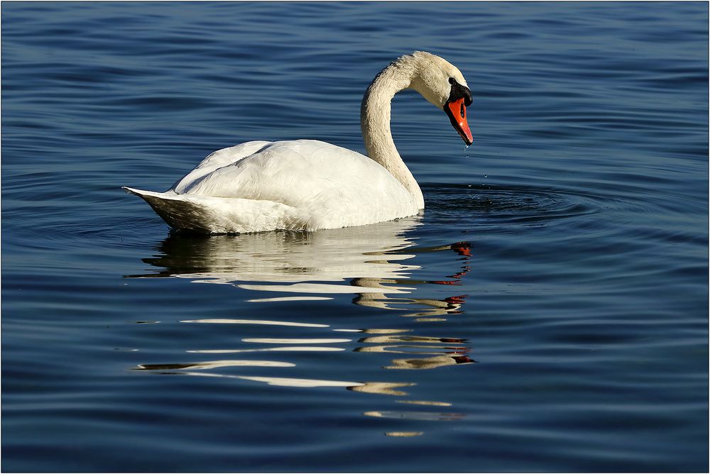 Mein lieber Schwan...