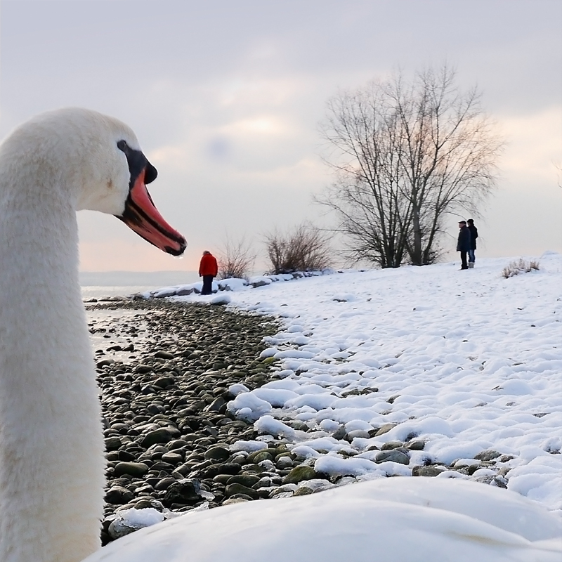 Mein lieber Schwan !