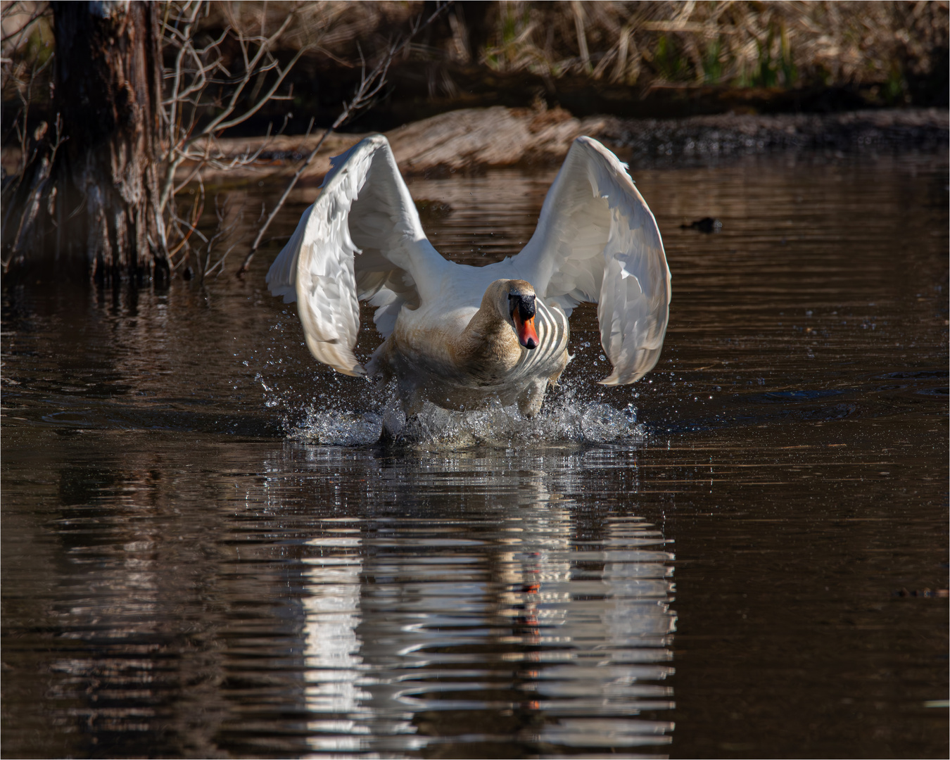 Mein lieber Schwan