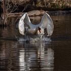 Mein lieber Schwan