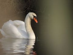 Mein lieber Schwan