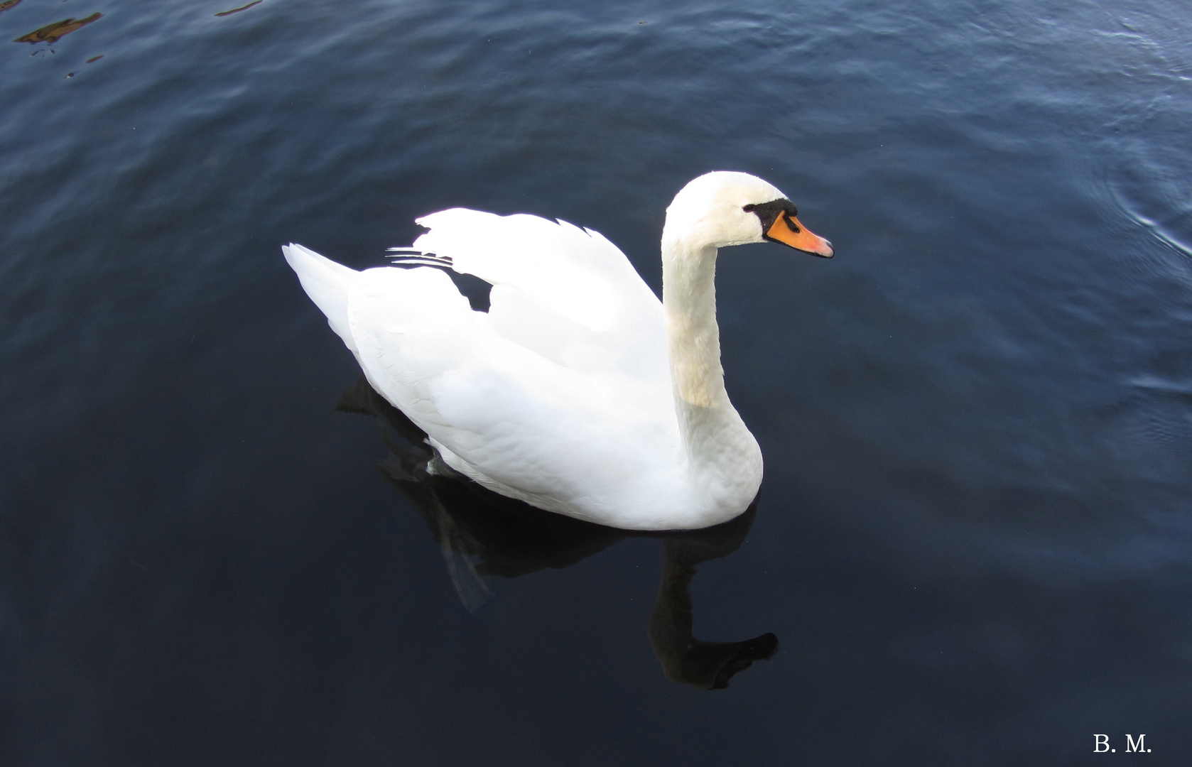 MEIN LIEBER SCHWAN ;)