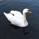 MEIN LIEBER SCHWAN ;)