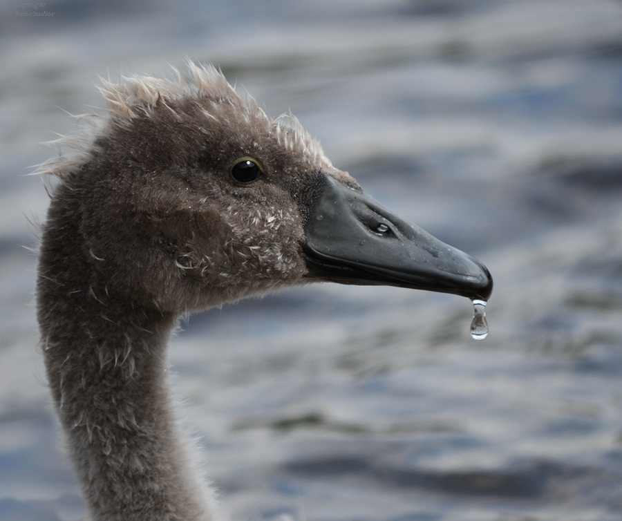 Mein lieber Schwan...