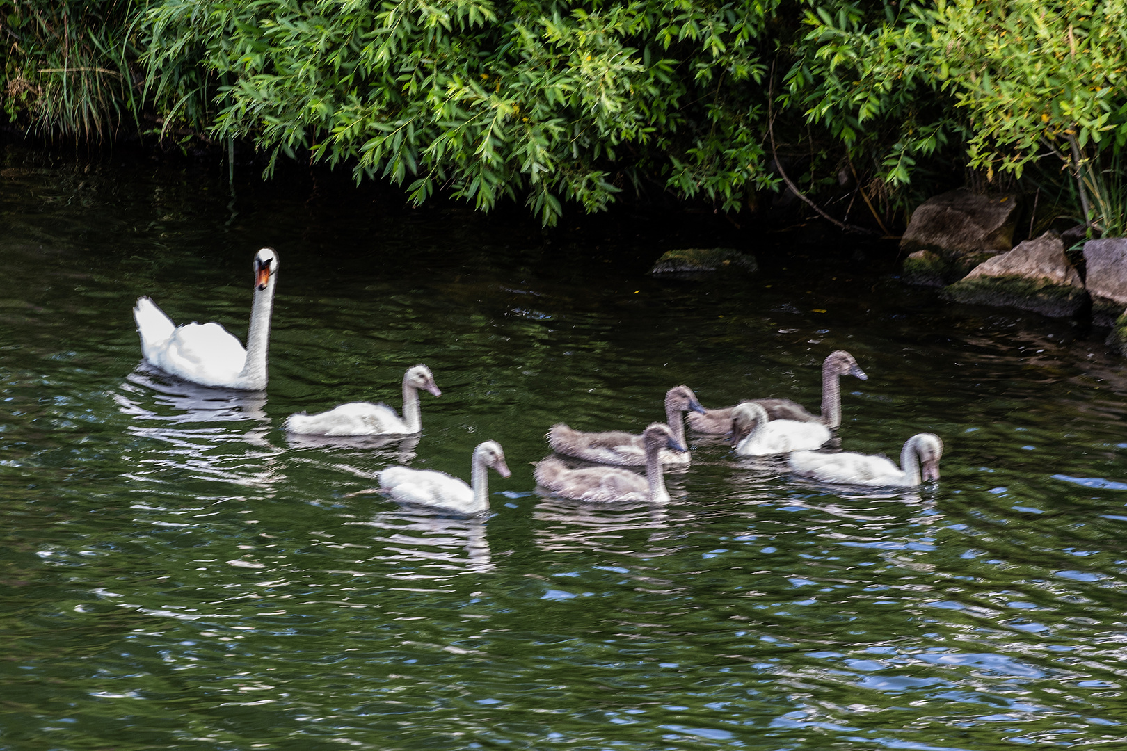 Mein lieber Schwan!