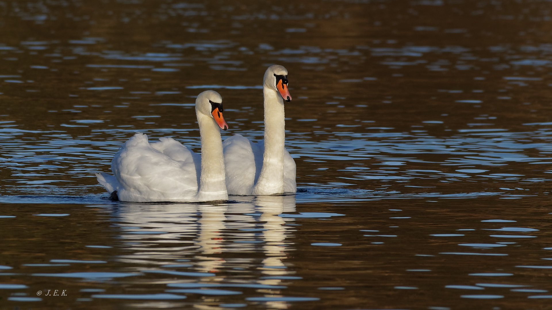 Mein lieber Schwan!