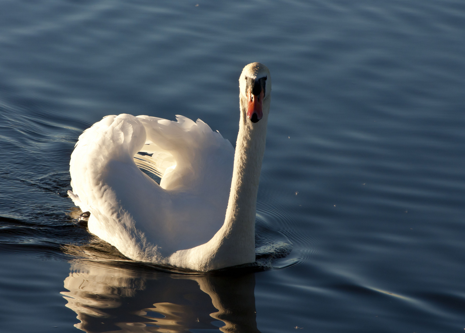 Mein lieber Schwan