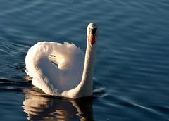 Mein lieber Schwan