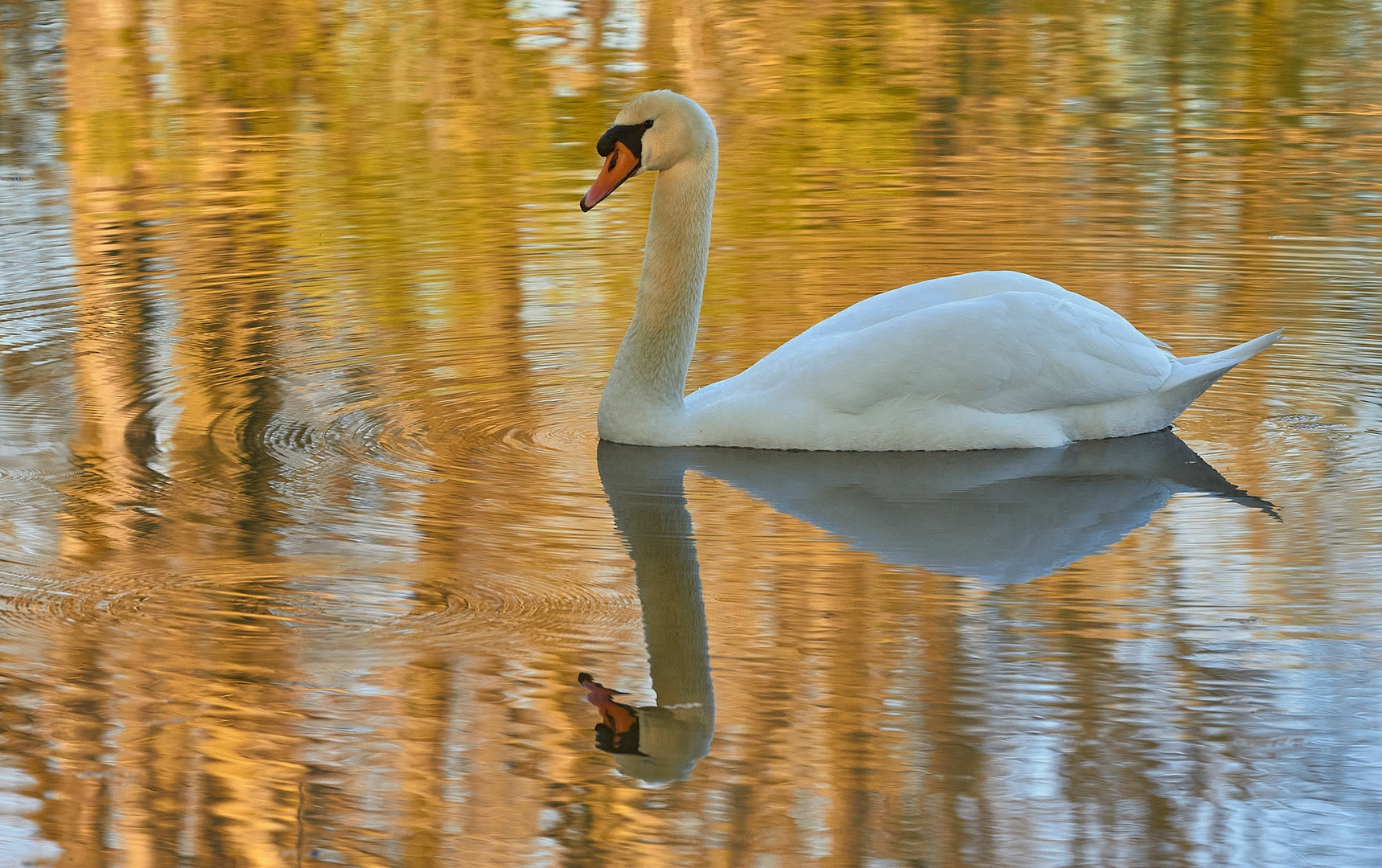 Mein lieber Schwan