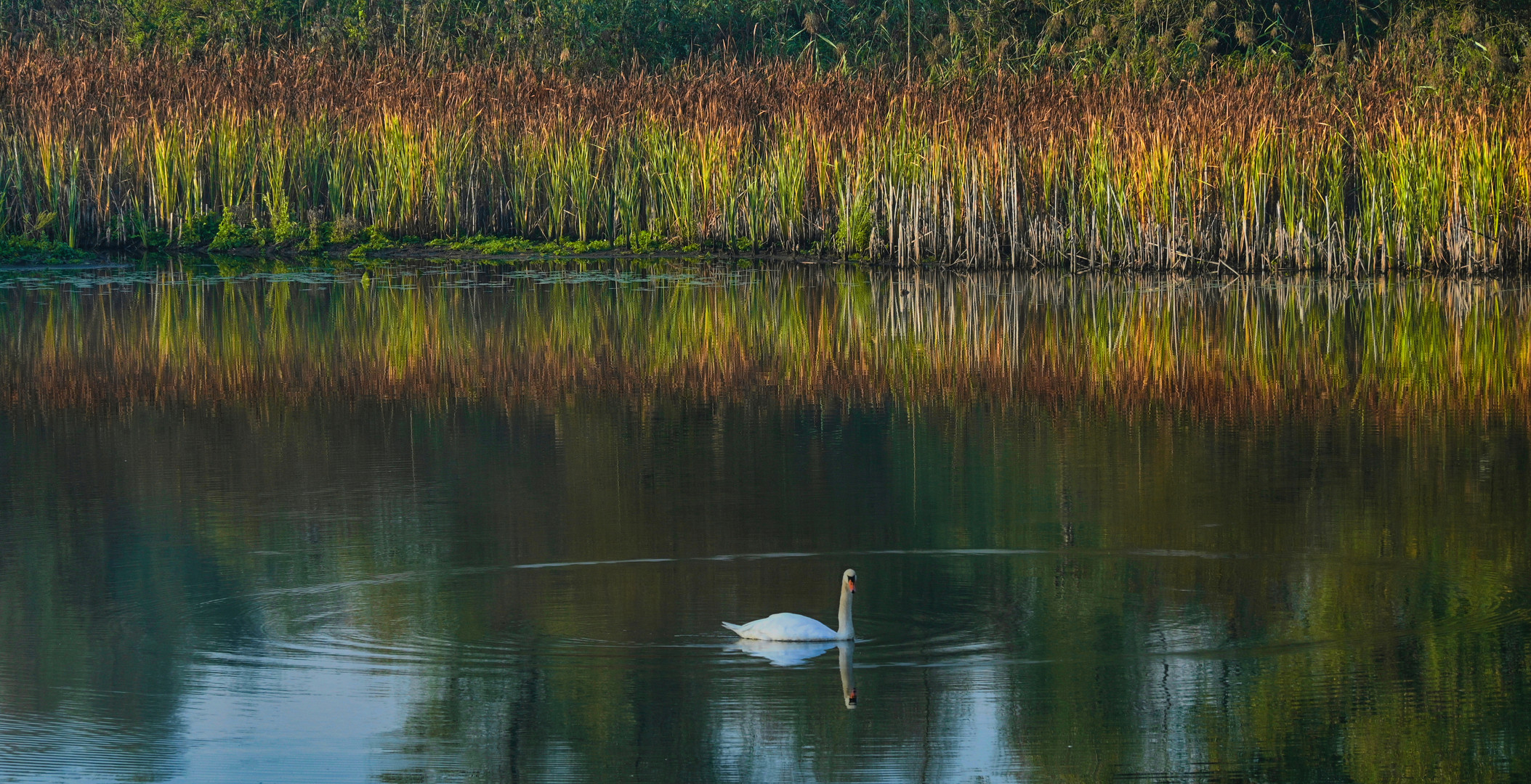 Mein lieber Schwan