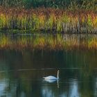 Mein lieber Schwan