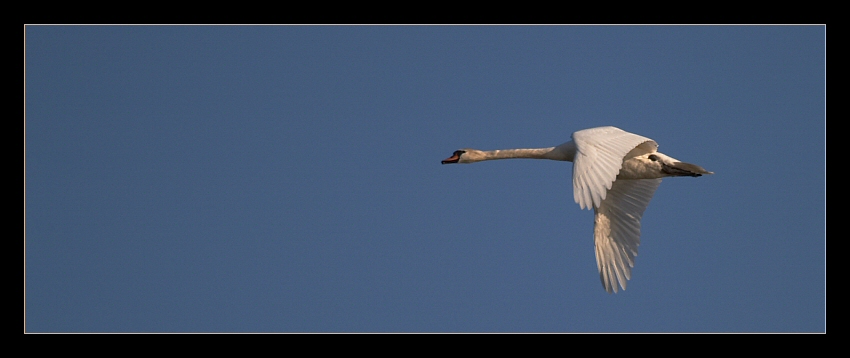 Mein lieber Schwan 1