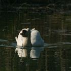 Mein lieber Schwan 1