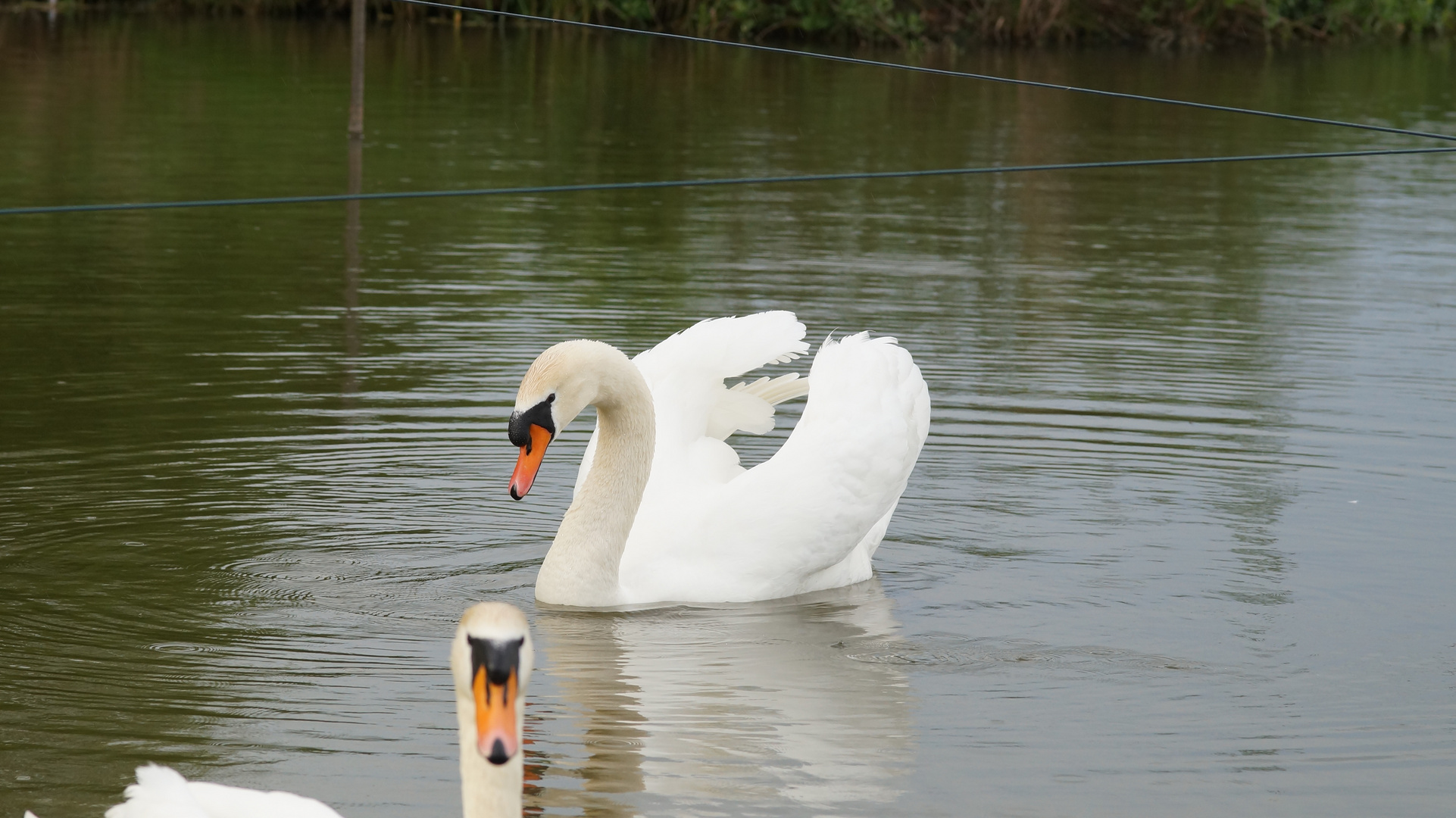 Mein lieber Schwan 1