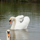 Mein lieber Schwan 1