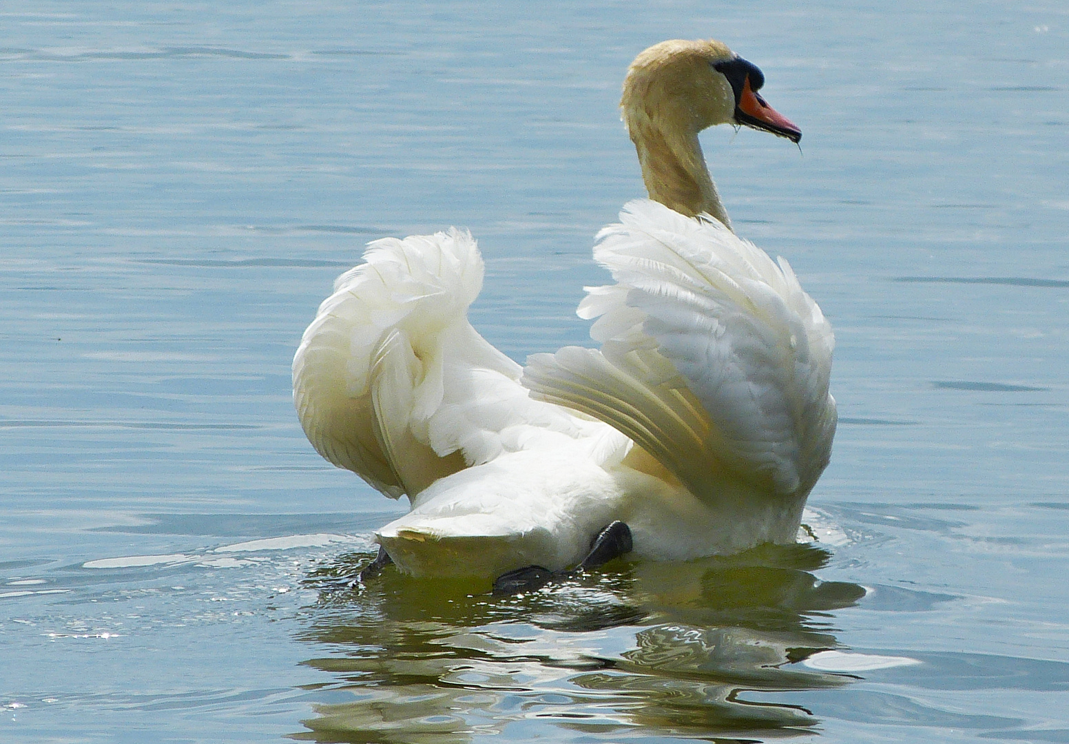 mein lieber Schwan 1