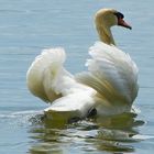 mein lieber Schwan 1